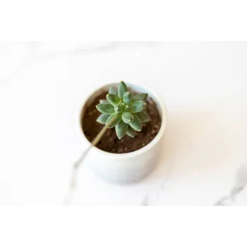 Natural Syngonium 